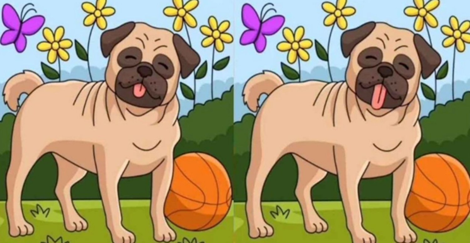 İki köpek arasında 3 fark var! 10 saniyede bulanların IQ'su 130 üzeri çıkıyor