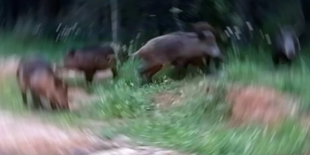 domuz sandığı arkadaşını öldürdü