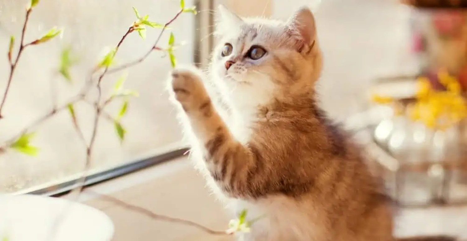 Kedilerinizi daha mutlu etmek için tüyolar! Hem sağlıklı hem de çok neşeli olacaklar!