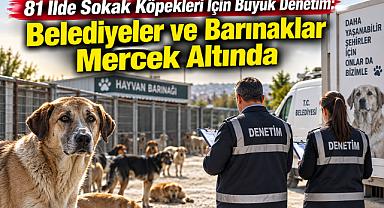 81 İlde Sokak Köpekleri İçin Büyük Denetim: Belediyeler ve Barınaklar Mercek Altında