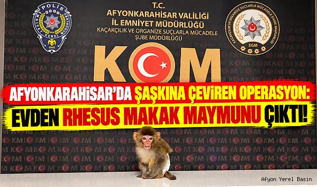 AFYONKARAHİSAR’DA ŞAŞKINA ÇEVİREN OPERASYON: EVDEN RHESUS MAKAK MAYMUNU ÇIKTI!