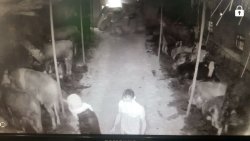 Hayvan Hırsızları Güvenlik Kamerasına Takıldı