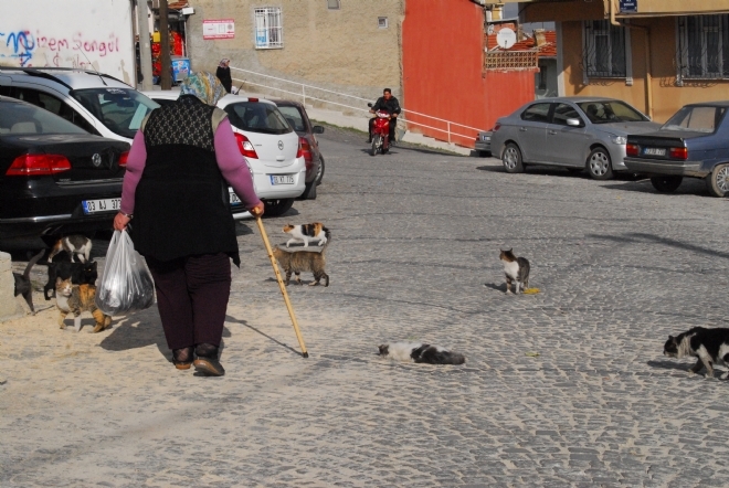 Araç Kedi'ye çarpınca Mahalle Kedileri Ayaklandı