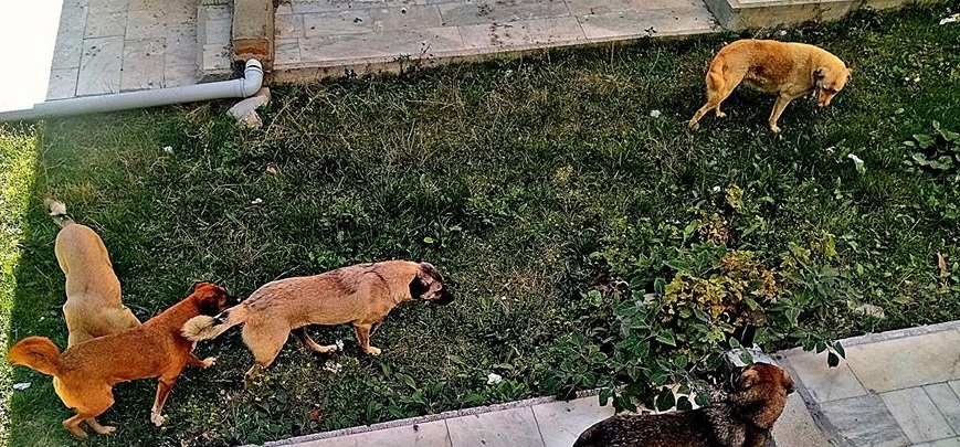 çeteler Mahalle Sokaklarında!