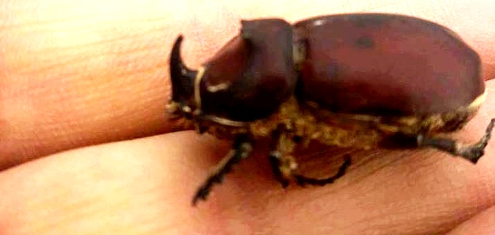 90 Bin Dolarlık Böcek Dinar Yıprak'da