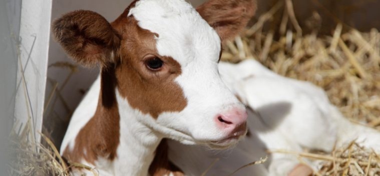 3. Sultandağı Buzağı Yarışması