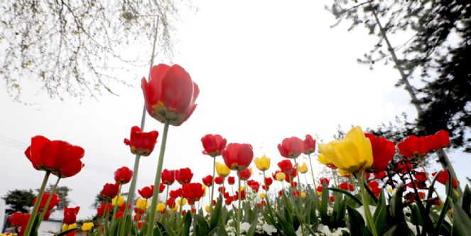 Laleler Afyonkarahisar´a Renk Kattı