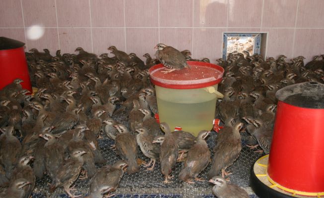 ürettiğimiz Kekliklerle Doğaya Destek Oluyoruz