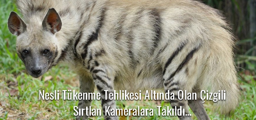 Sırtlanları öldürmenin Cezası 14 Bin Lira