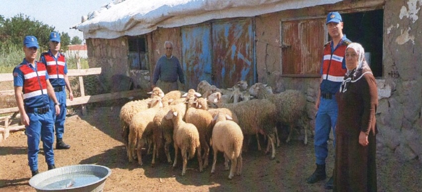 Jandarma çalınan Koyunları Sahibine Teslim Etti