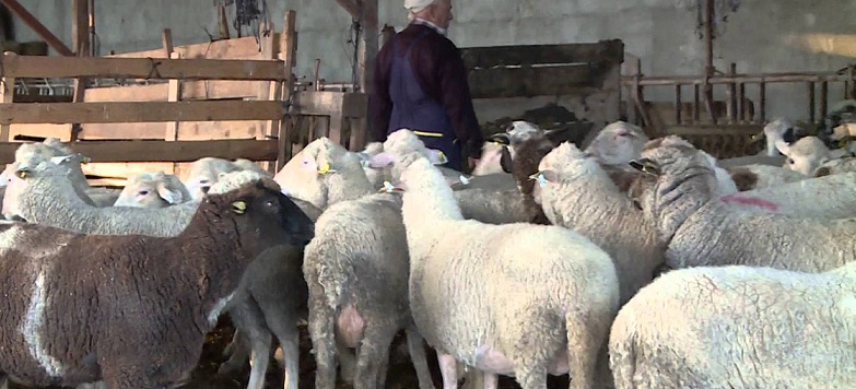 Vatandaşın 50 Baş Küçük Hayvanı çalındı