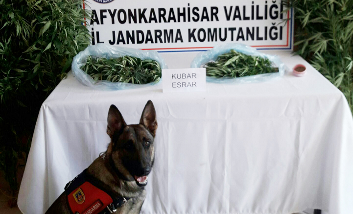 Jandarmadan Başmakçı'da Kenevir Operasyonu