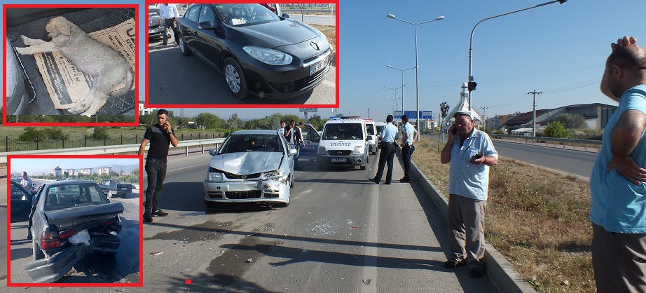 Yavru Köpek Kazaya Sebeb Oldu..!!