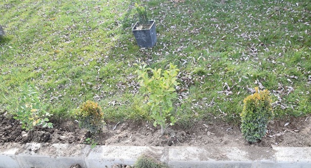 500 Adet çiçek Toprakla Buluştu