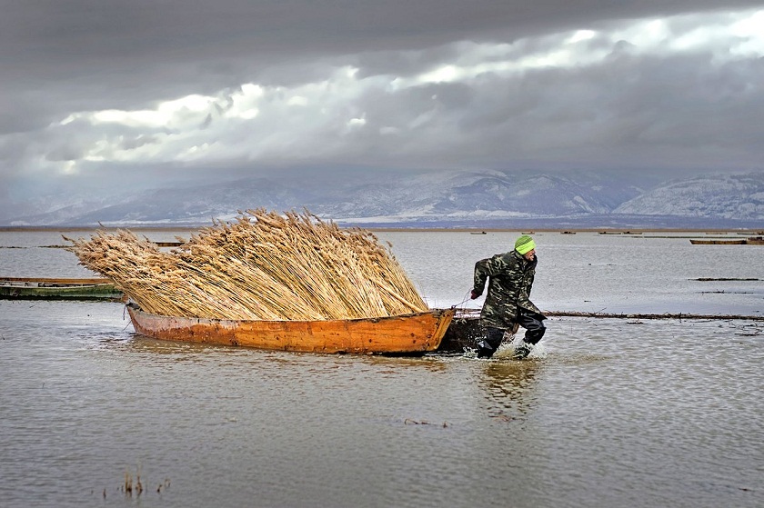 Eber Gölünde Kamış Hasadı