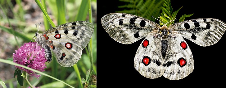 Sultandağı Apollo Kelebekleri