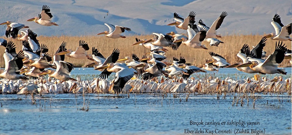 Kuş Cenneti Eber Gölü