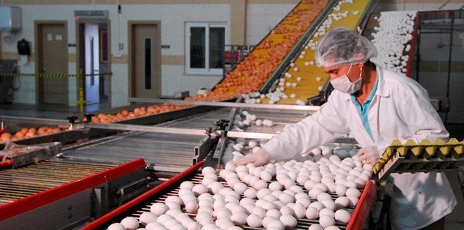 Afyon Yumurtası 77 ülkeye İhraç Edildi