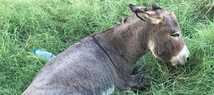Nerdesiniz Hayvan Hakları Savunucuları ??