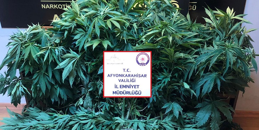 Polis Kenevir Bitkisi Ele Geçirdi..