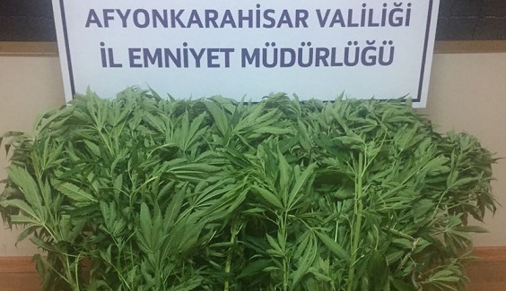 çobanlarda Kenevir Bitkisi Ele Geçirildi