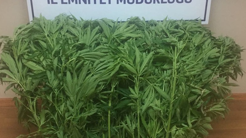 Disi Hint Keneviri Bitkisi Ele Gecirildi Guncel Afyon Yerel Basin