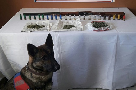 Sinanpaşa'da Esrar Ele Geçirildi