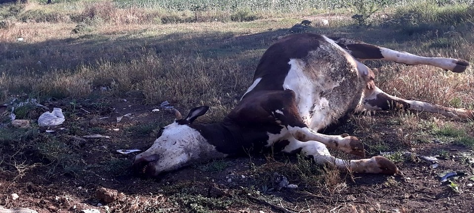Dinar Merkez'de ölen Hayvanı Yol Kenarına Attılar..