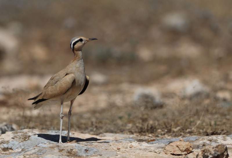 Eroğlu’dan Duyarlı Vatandaşlara Teşekkür