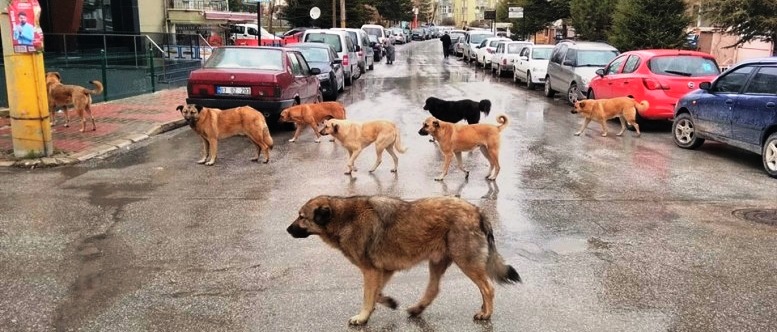 Afyonkarahisar Kopek Cenneti Oldu Genel Afyon Yerel Basin