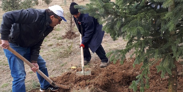 İhsaniye’de Erozyona Karşı Ağaç Dikildi