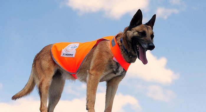 Köpekli Arama Timleri Yeterlilik Sınavı Başvurusu Başladı