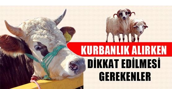 Kurbanlık Hayvan Satın Alırken Dikkat Edilecek Hususlar
