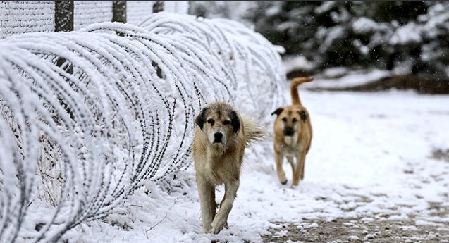 Hayvan Hakları İhlallerine 1 Milyon 638 Bin Lira Ceza