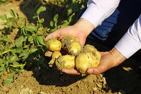 1 Tl’nin Altına Düşmez