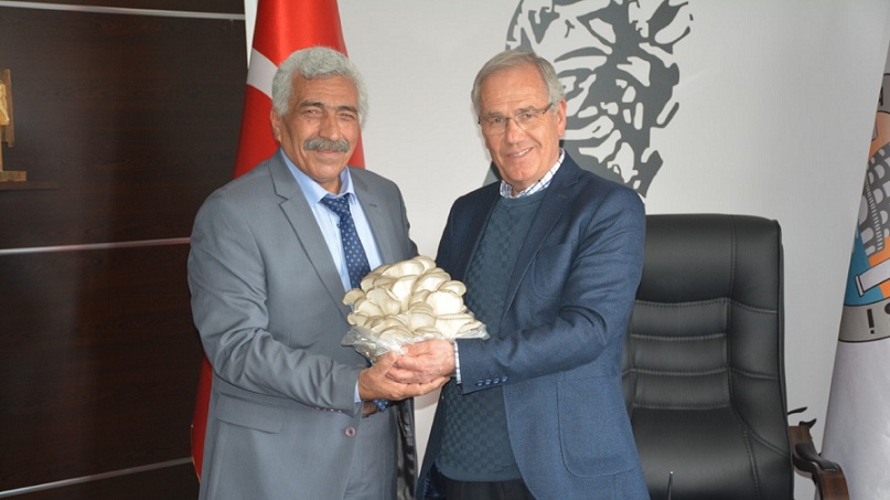 Dinar’da Organik İstiridye Mantarı üretimi Başladı