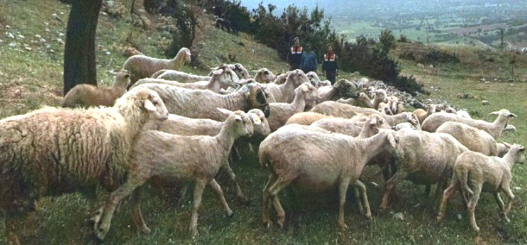 Jandarma Hayvan Hırsızlarını Yakaladı