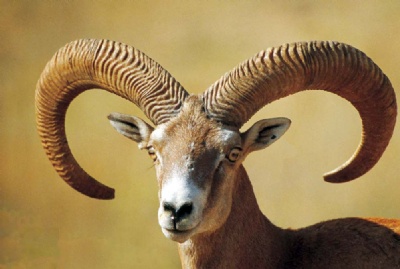 Anadolu Yaban Koyunu’nu Koruyoruz